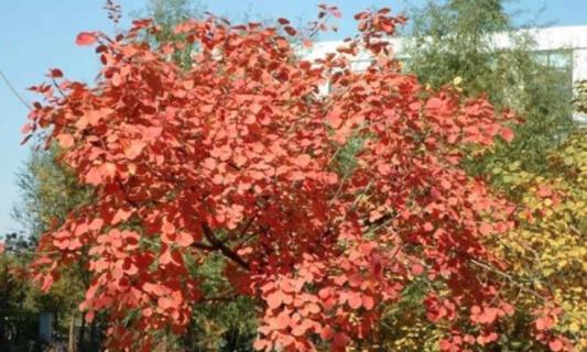 山上黄栌树桩容易活吗（山上黄栌树桩容易活吗图片）