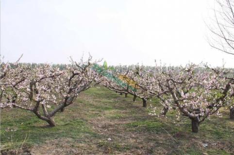 桃树育苗时间和方法是什么（桃树苗怎么培育）