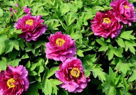 河南看牡丹什么时候（河南看牡丹在哪里）