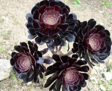 黑法师怎么修剪(黑法师怎么修剪好看)