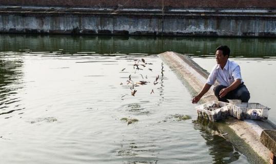 黑鱼饲料配方（黑鱼饲料配方制作视频）