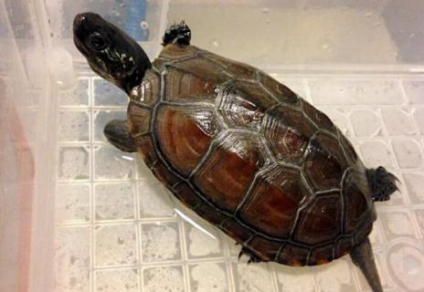 很小的乌龟吃什么 很小的乌龟吃什么怎么养