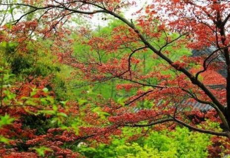 红枫开花吗 红枫开花是怎么回事