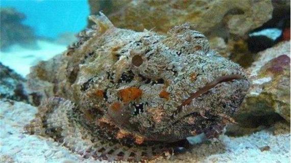 石头鱼怎么杀 石头鱼如何烹调