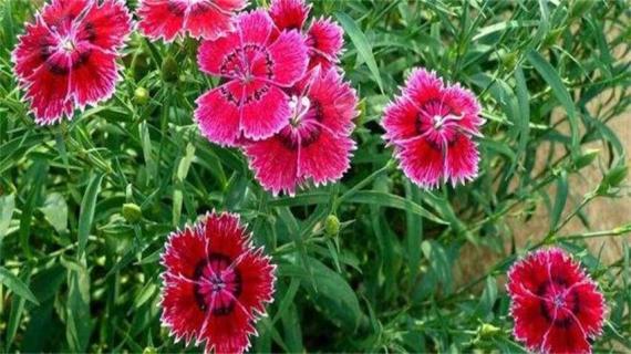 石竹摘心的高度（石竹如何摘心）