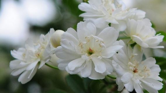 木香该怎么种植 木香种植方法和注意事项