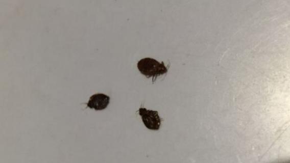 木蚤该怎么消灭 木蚤该怎么消灭图片