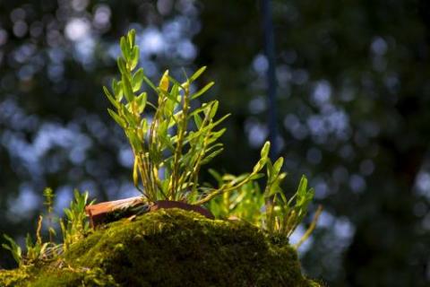 石斛发芽了怎么种植（石斛发芽了怎么种植方法）