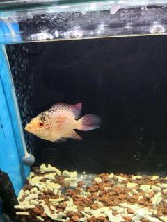 泰金罗汉鱼多大起头 泰金罗汉鱼多大起头变色