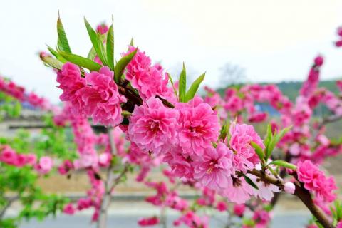 桃花具体什么时候开 桃花具体什么时候开呀