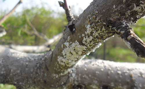 桃树桑白蚧怎么根除（桃树桑白蚧怎么根除方法）