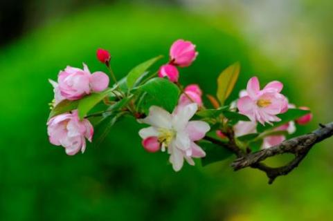 天大海棠花什么时候开（海棠花几月份开?）