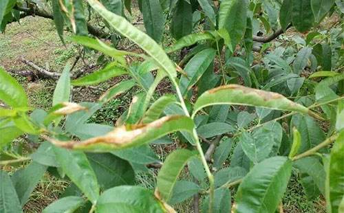 桃树叶子卷曲发黄的原因 桃树叶子卷曲发黄的原因是