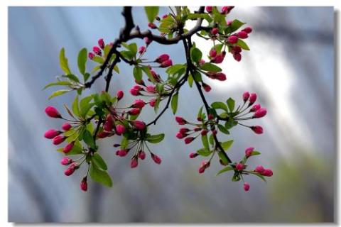 天津海棠花什么时候开（天津海棠花什么时候开的）