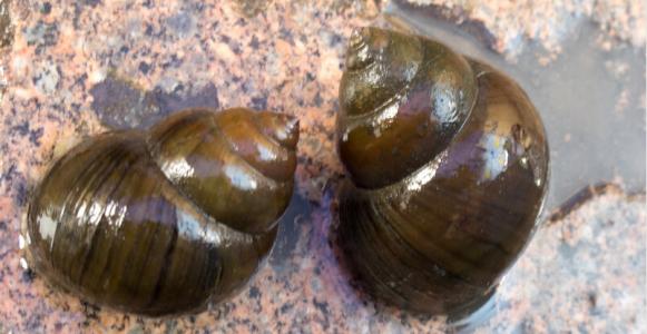 田螺繁殖时间是什么时候（田螺繁殖时间是什么时候开始）