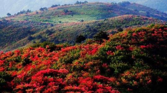 菌子山杜鹃花几月份开（师宗菌子山杜鹃花什么时候开）