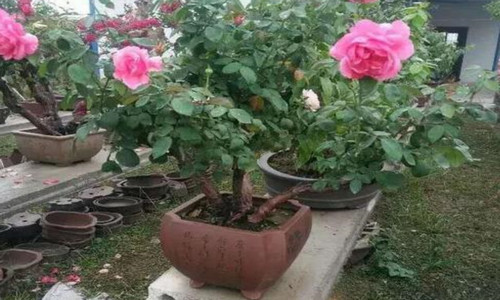 老桩月季移栽注意事项 老桩月季移栽注意事项和方法
