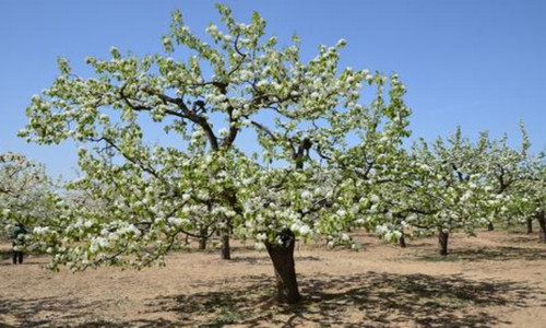 李树花期用什么药（李树花期用什么药保花保果）