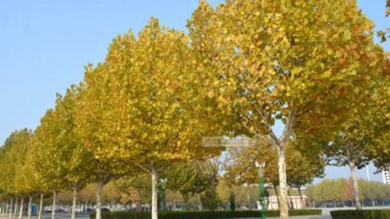 南京的梧桐树是怎么来的 南京的梧桐树还在吗