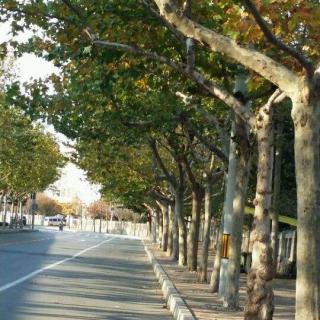 梧桐树寓意是什么意思(梧桐树寓意是什么意思啊)