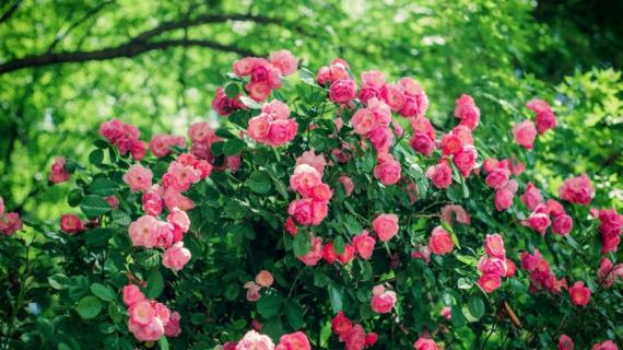 耐阴爬藤植物有哪些 耐阴爬藤植物有哪些植物