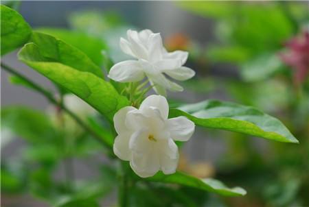 茉莉花怎么养植（茉莉花怎么养植才好）