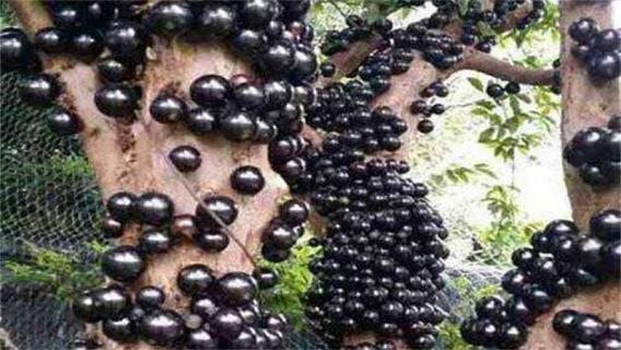 什么水果一年四季结果 什么水果四季都结果