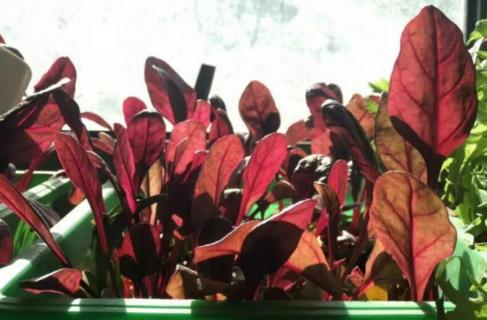 红叶菜图片与功效 红色的叶菜