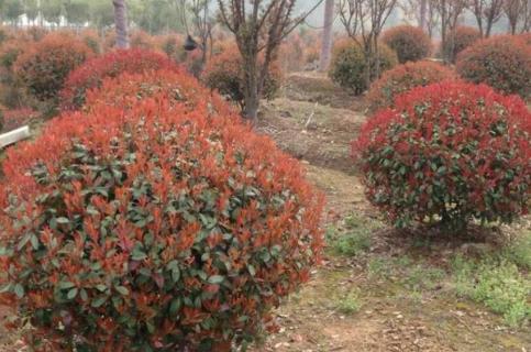 红叶石楠修剪时间 红叶石楠修剪时间和方法