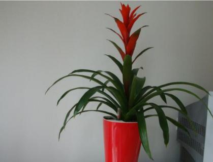 红远当头的养殖方法 鸿运当头怎么养