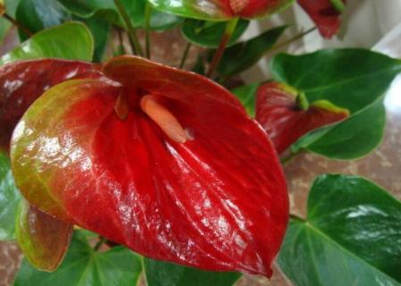 红掌怕太阳晒吗 红掌太阳能晒吗