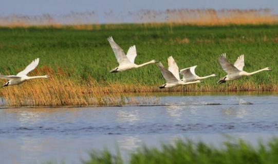 候鸟在西伯利亚栖息繁殖的季节 候鸟在西伯利亚栖息繁殖的季节叫什么