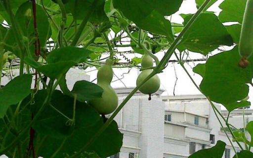 葫芦苗怎么培育（葫芦苗怎么培育好）