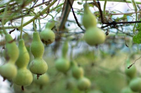 葫芦怎么种（文玩葫芦怎么种）