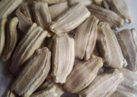 葫芦怎么种快发芽 葫芦怎样发芽快