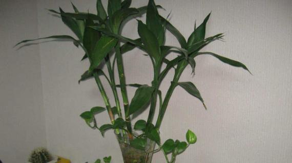 室内竹子的养法是什么 室内竹子的养法是什么意思