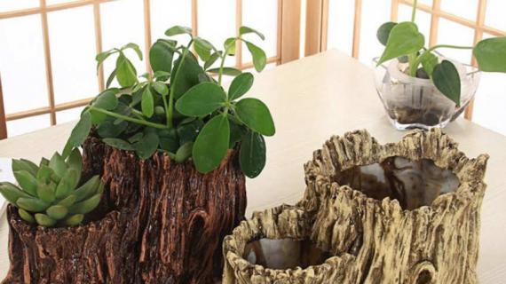 树根如何挖洞做花盆 大树根如何挖洞做花盆