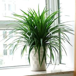 铁血树和龙血树的区别（龙须铁和龙血树的区别）