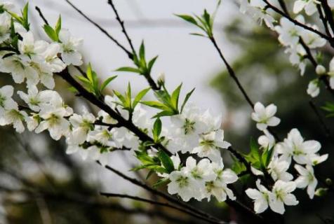 白色的桃花象征着什么 白色的桃花代表什么