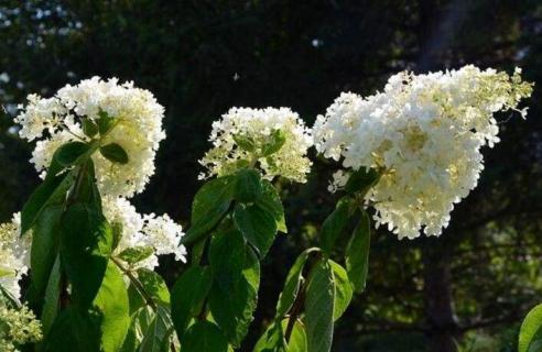 白色丁香花的花语是什么 白色丁香花的花语与象征