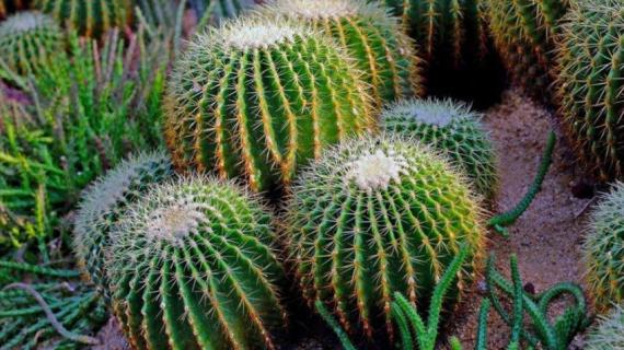 仙人掌发黄变软怎么办 仙人掌发黄变软怎么办呢