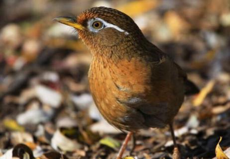 画眉鸟斗鸟饲料配方 画眉鸟打斗饲料配方