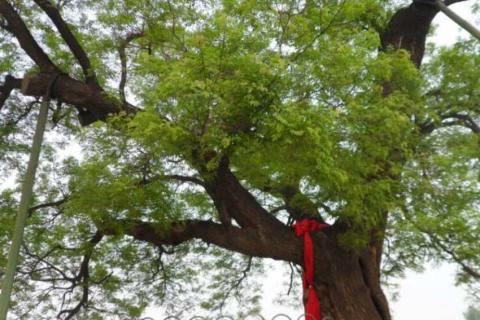 槐树寓意（槐树寓意是什么意思）