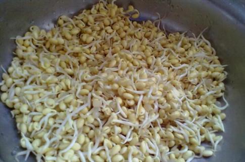 黄豆发芽过程观察日记 黄豆发芽过程观察日记400字