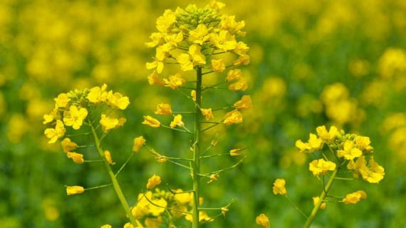 献县油菜花什么时候开（献县油菜花几月适合玩）