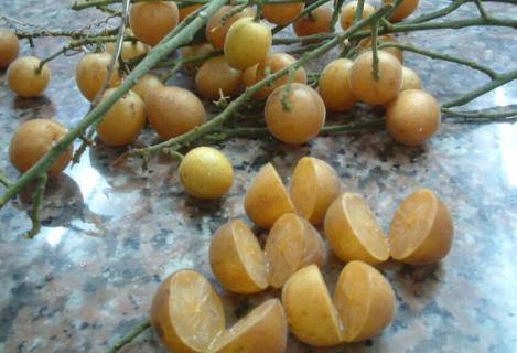 黄皮果是什么水果 黄皮果是什么水果,能吃吗,什么味道