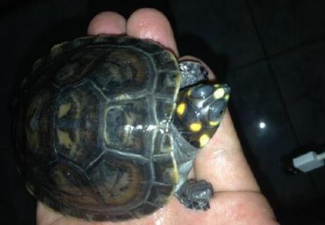 黄头龟腐皮能自愈吗（黄头龟腐皮能自愈吗图片）