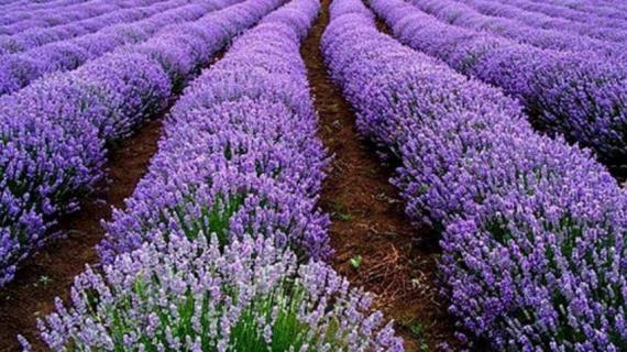 香草有几种(香草有几种吃法)