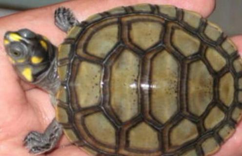 黄头龟为什么不让卖了（黄头龟为什么不让卖了呢）