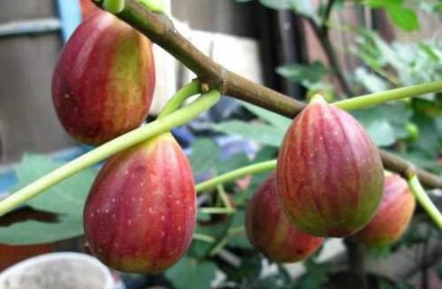 无花果家里能种吗(无花果家里能种吗有毒吗)